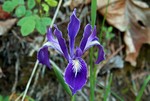 Western Blue Iris