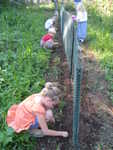 planting peas