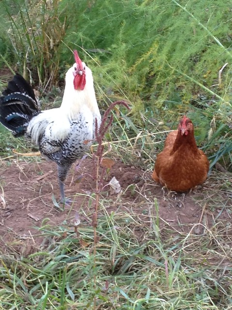 rooster and a hen