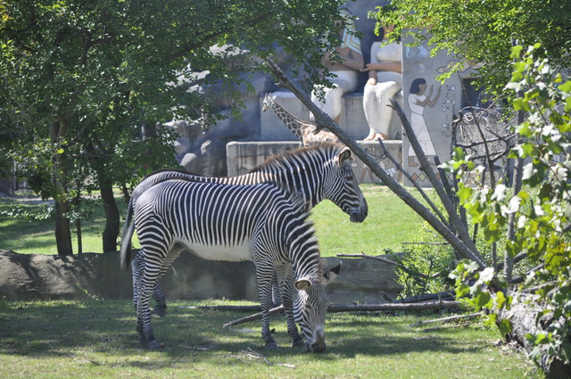 zebras and giraffe