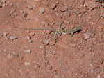 P1020507 Our favorite lizard friend