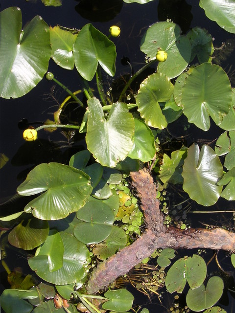Lily pads close up