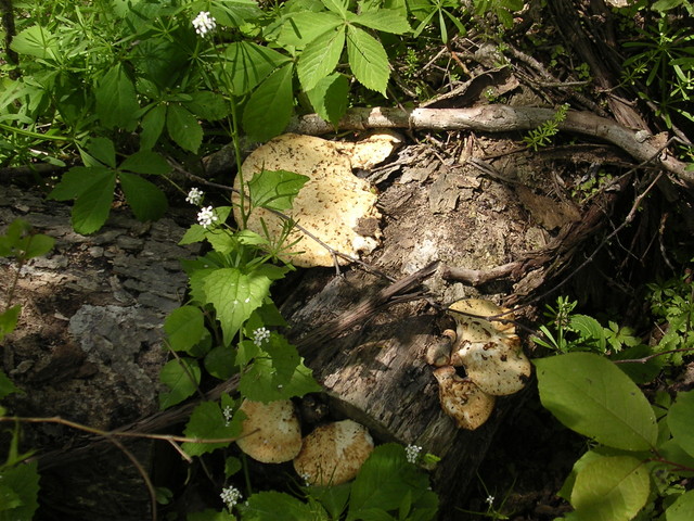 mushrooms at Pelee