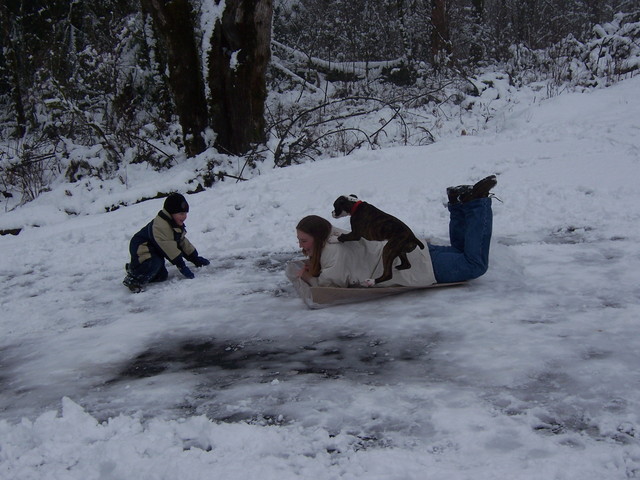 Fancy that, a dog who wants to go sledding.