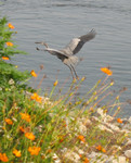 A Heron along the banks of the Tennessee River in Chattanooga