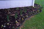 Front FLower Bed to the right of the front porch , tomato plants i nback, pansies, merrigolds in front, lillys in the middle