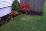 Right side of house Red Bushes in bloom