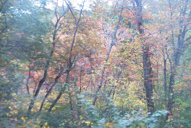 train view 2 Trees