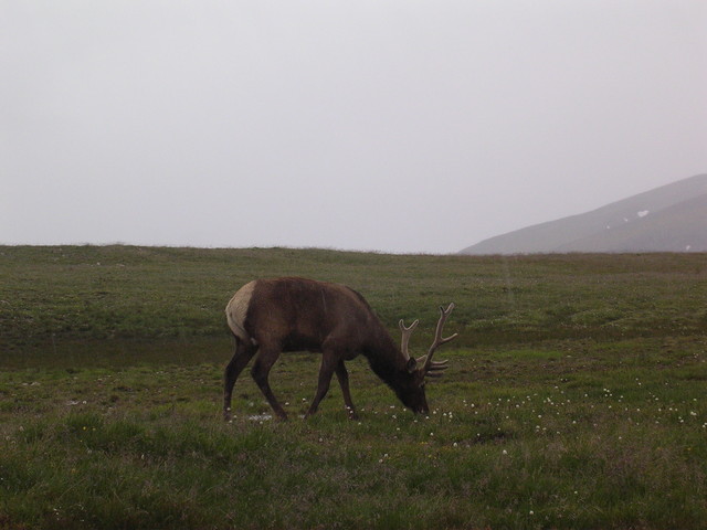 Elk on the Trndra