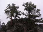 Trees in the rock