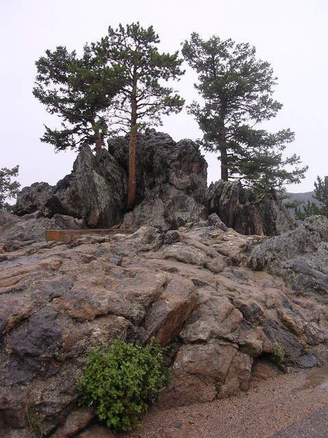 rock with trees