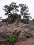 rock with trees