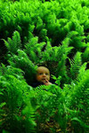 Toric in a field of ferns.  I think this is such a great picture!