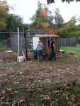 mulching the chicken coop