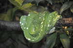 green snake (2)