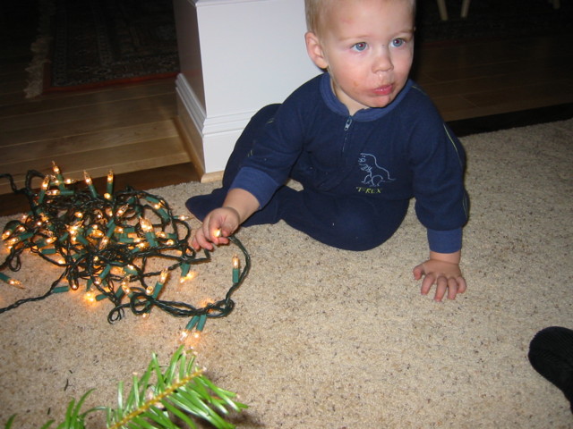This is how Kyton helped put up the Christmas tree ... by eating and watching over the lights!