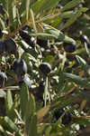 Olive tree in Rhodes