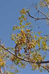 Pistachio tree   Rhodes