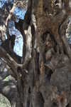 tree in Rhodes