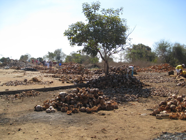Coconut plantation in Zihuantejo
