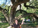 I'm the famous live oak tree at the Alamo. Remember!