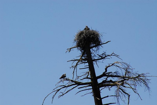 Eagle's nest