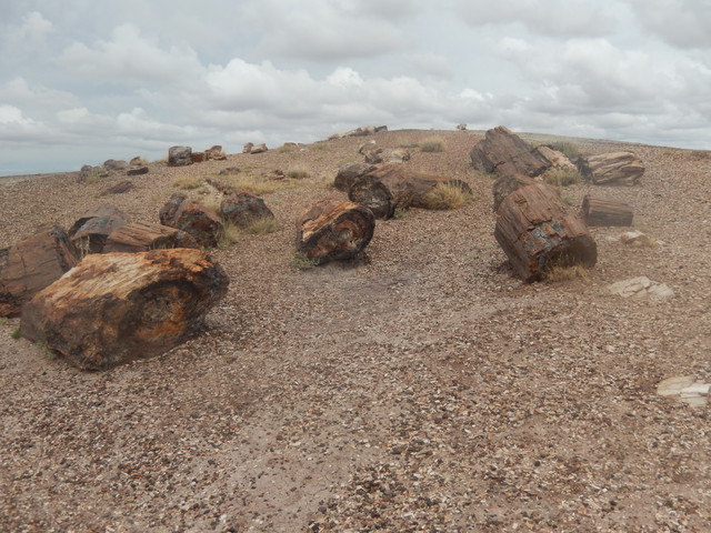 petrified forest 2