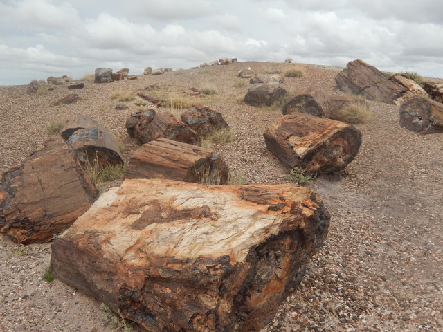 petrified forest 3