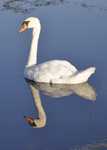 swan  crop