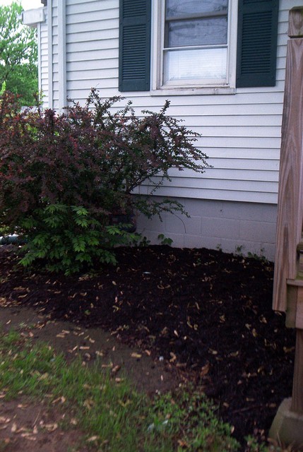 Front Red Bush with new Mulch (the dark stuff).  
We went a little crazy with load after load of leaf mulch from the town transfer station.  It's great for blocking weeds, and adding nutrients to gardens.