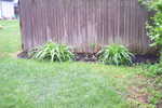 Front Right side Lillys and mulch