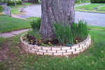 A tour of our yard, starting with:  
Front Tree Flower Ring