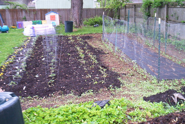Garden ROws of Tomatos (cherry and roma) and Peas