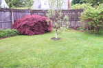 Red Fether-Leaf Japanese Maple, apple tree, snowball bush