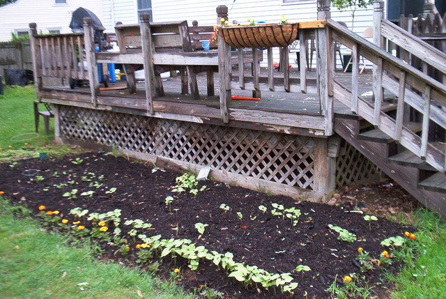 Small Garden with merrigolds, beans, zuccinni, radishes